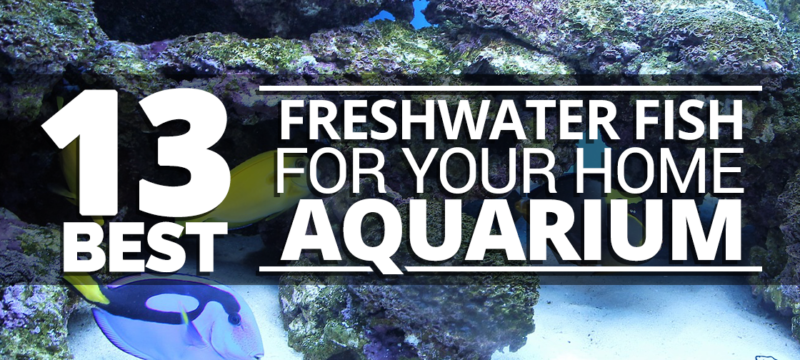 Best Freshwater Fish