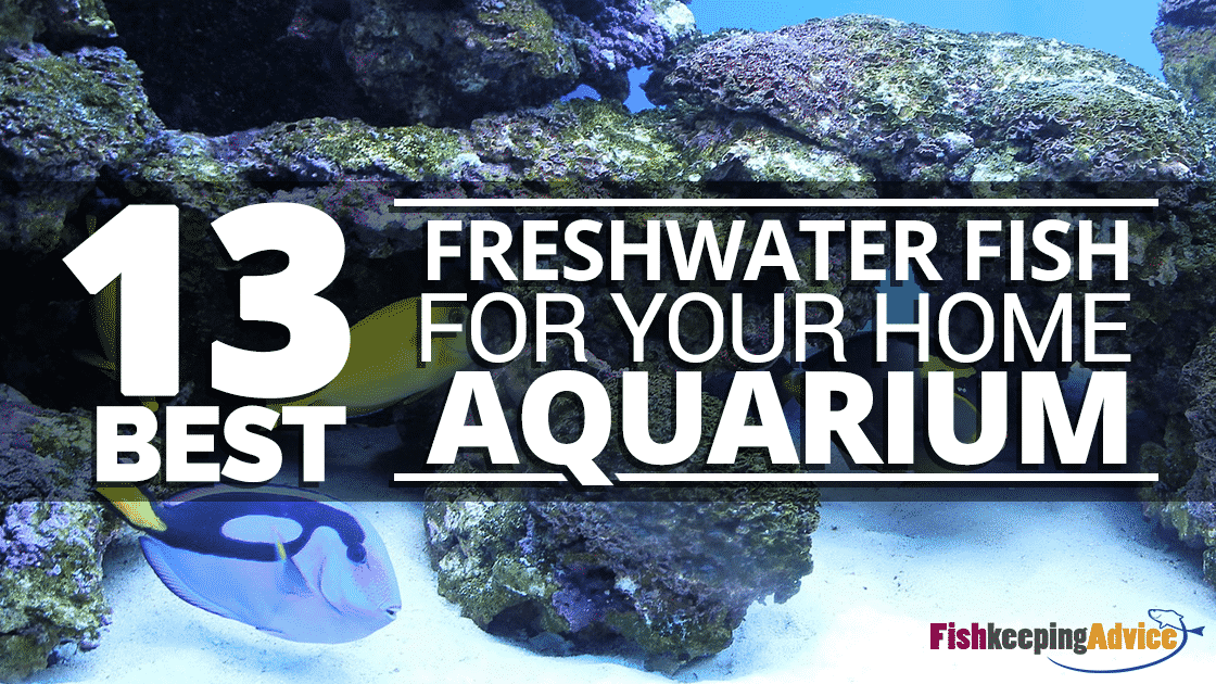 best freshwater fish to own
