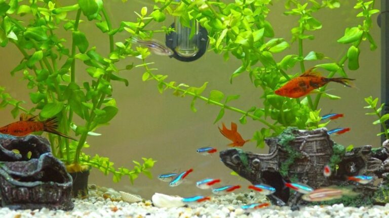 View of Understanding and Treating Neon Tetra Disease | Fishkeeping Advice