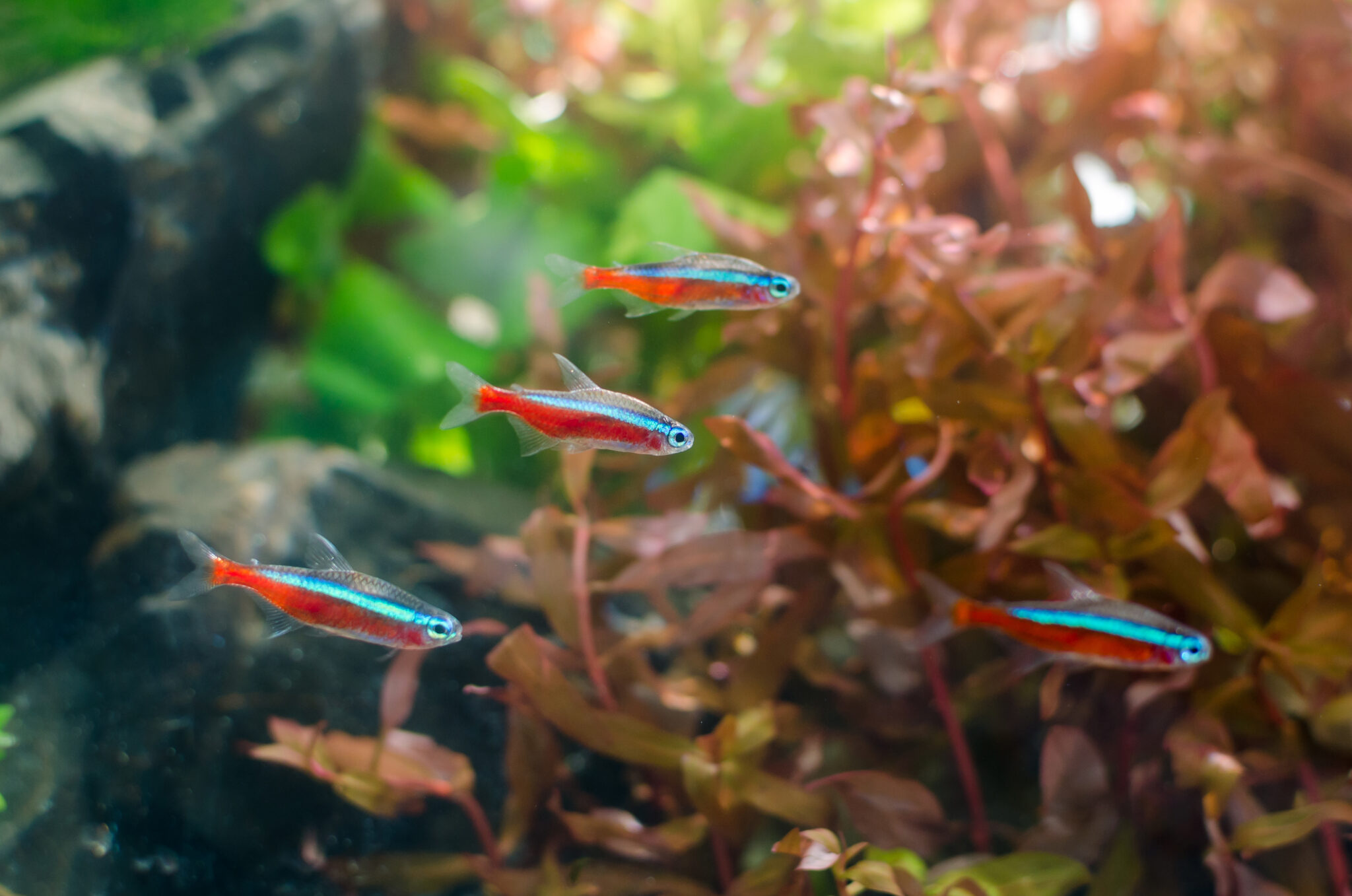 Neon Tetra Temperature Guide The Ideal Range for Healthy Fish Fishkeeping Advice