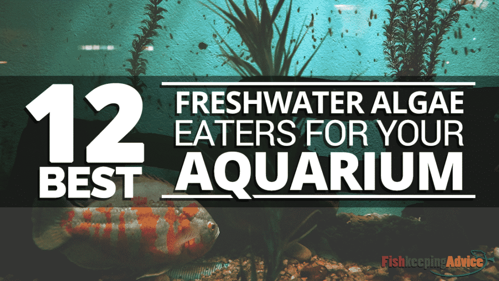 12 Best Freshwater Algae Eater Fish For Your Aquarium
