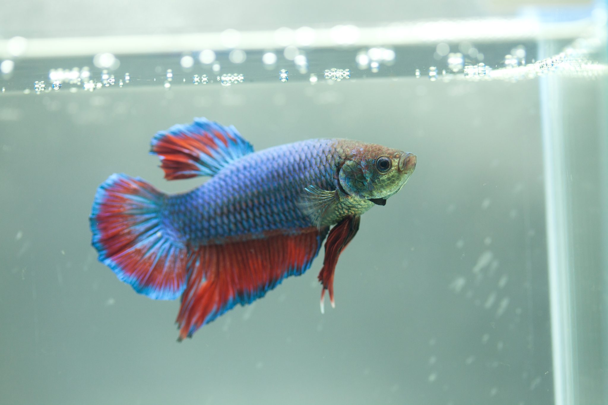 Best Freshwater Fish for a 10 Gallon Tank