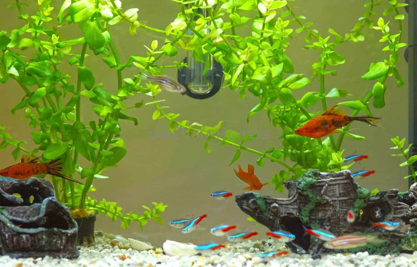 What Do Neon Tetra Eat? A Complete Feeding Guide Fishkeeping Advice