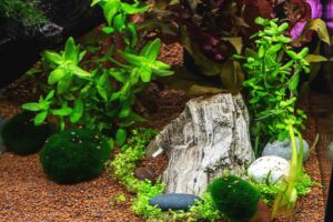 Curated visual reference: Gallery Detail: How To Get Rid Of Algae In Your Fish Tank