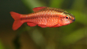 Top 12 Hardy Fish for Kids and Beginners | Fishkeeping Advice