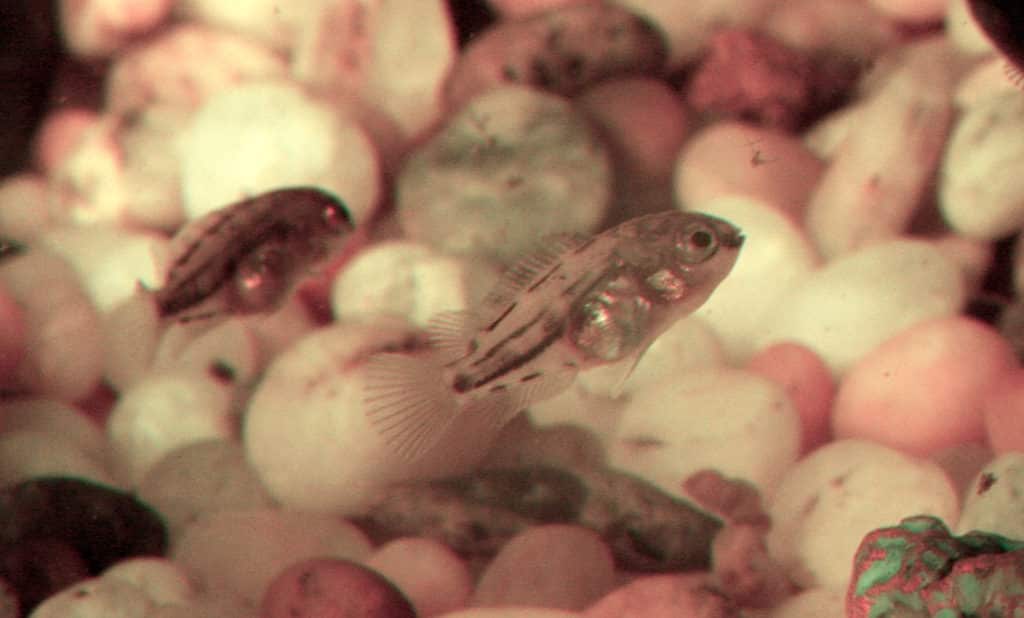 The Ultimate Convict Cichlid Care Guide Fish Keeping Advice