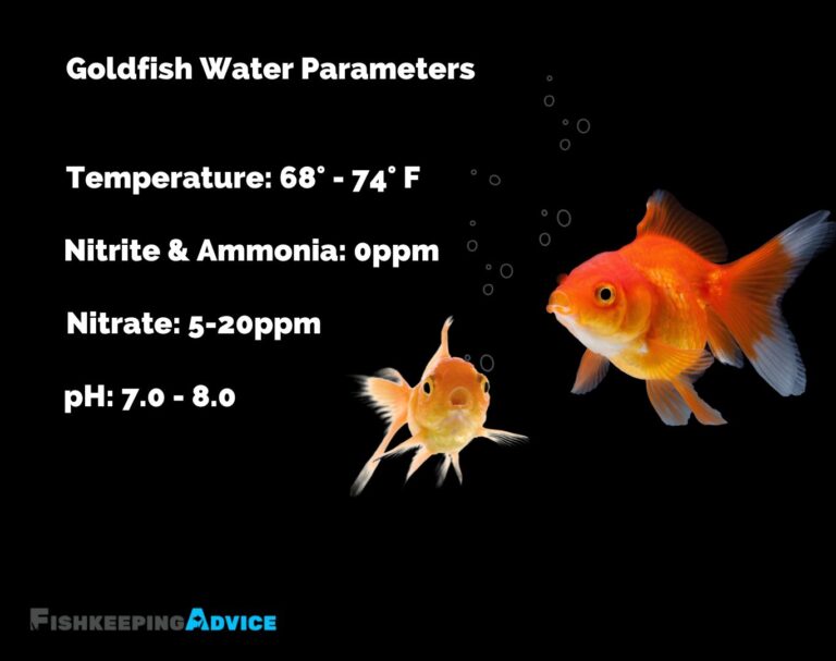 Do Goldfish Need A Filter? Experts Weigh In