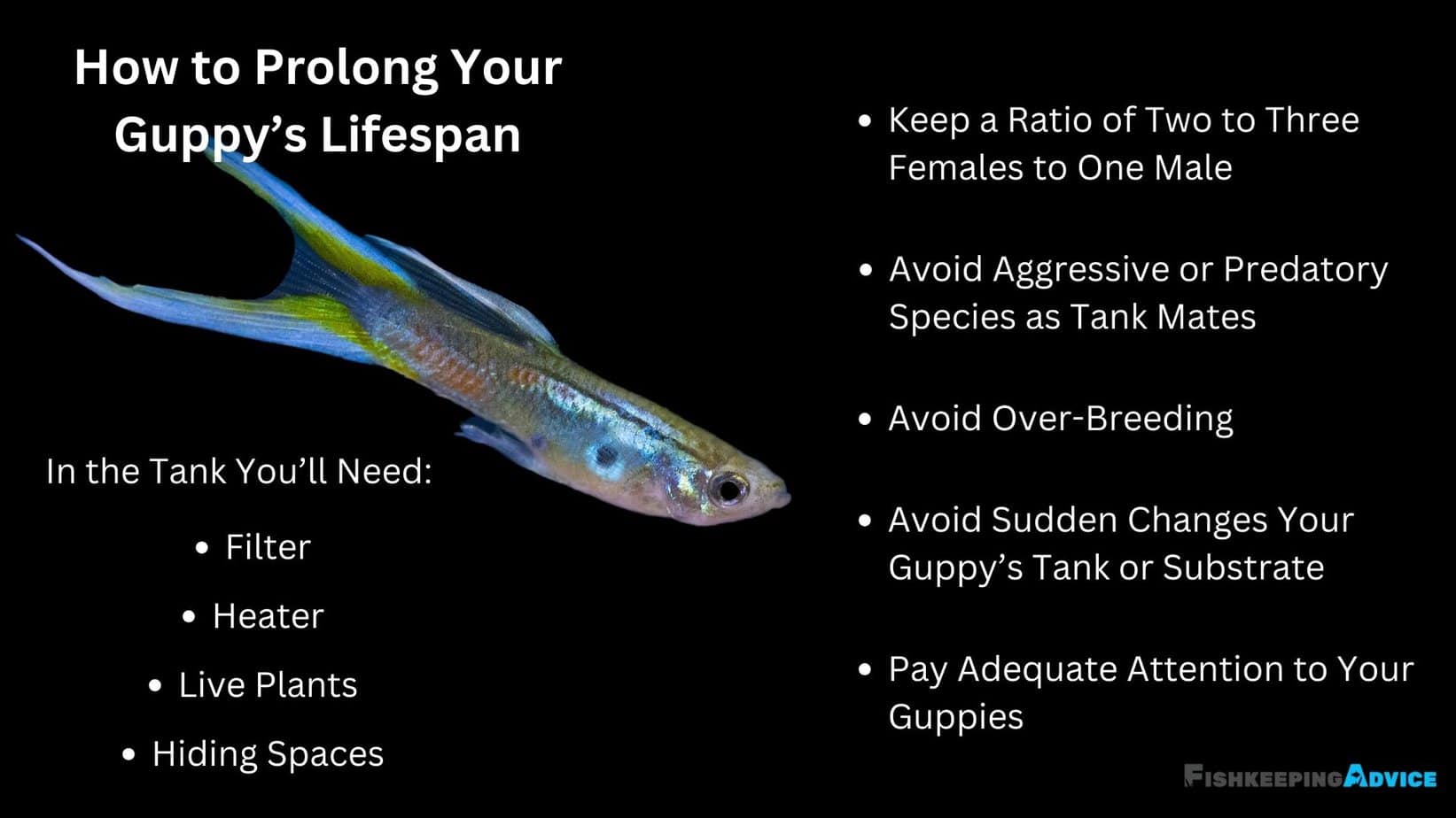 How Long Do Guppies Live? A Complete Guide Fishkeeping Advice