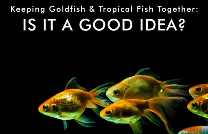 Illustration of Challenging Fish To Keep With Goldfish