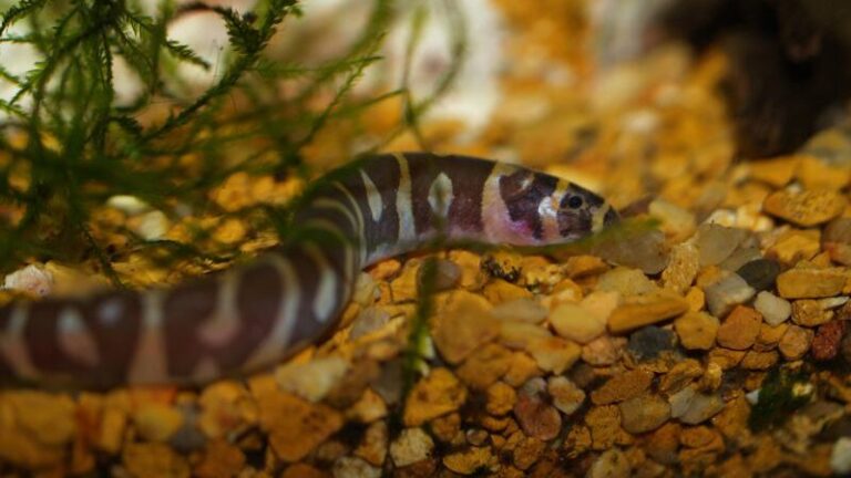 Top 12 Hardy Fish for Kids and Beginners | Fishkeeping Advice