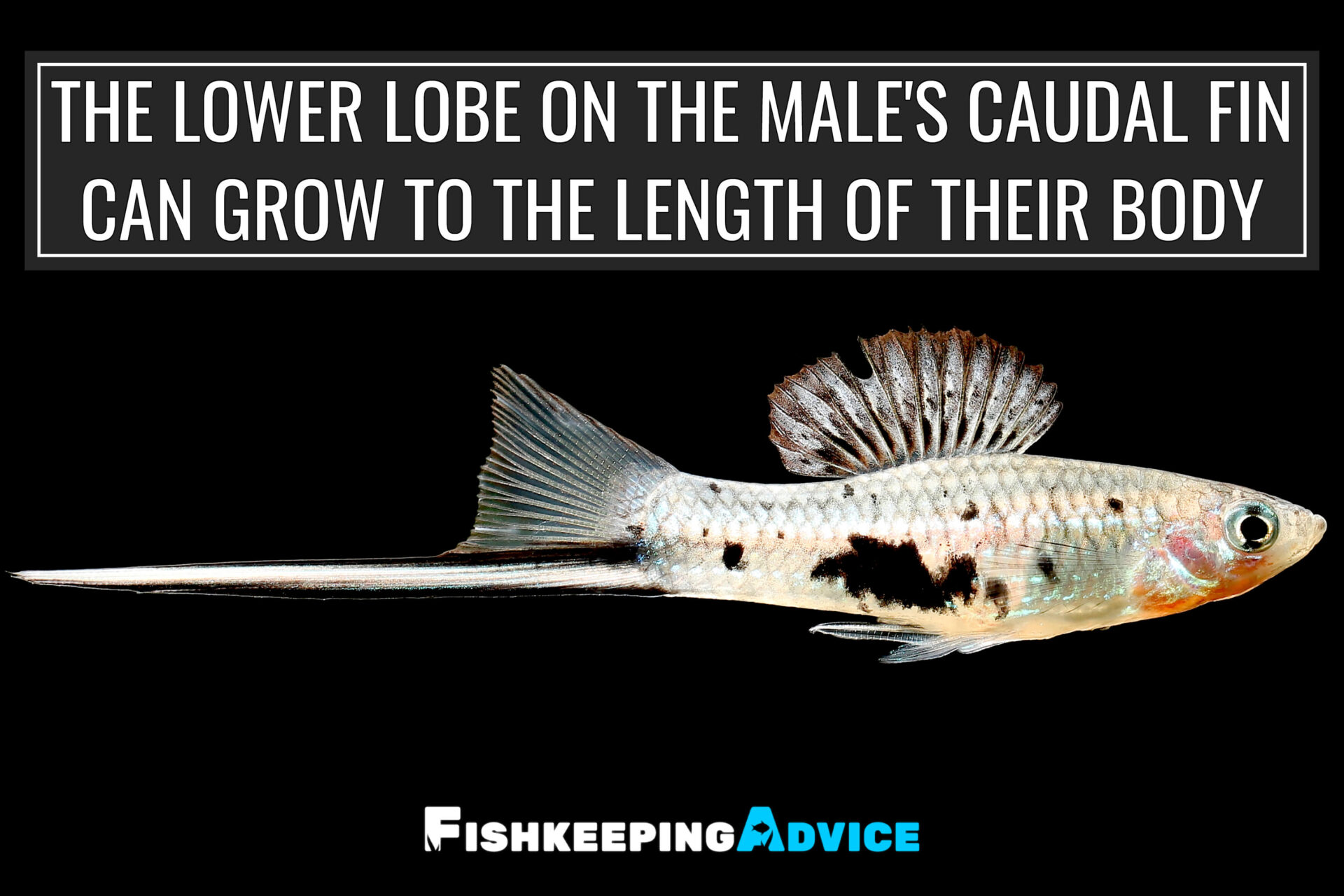 The Only Swordtail Fish Care Guide You Will Need Fishkeeping Advice