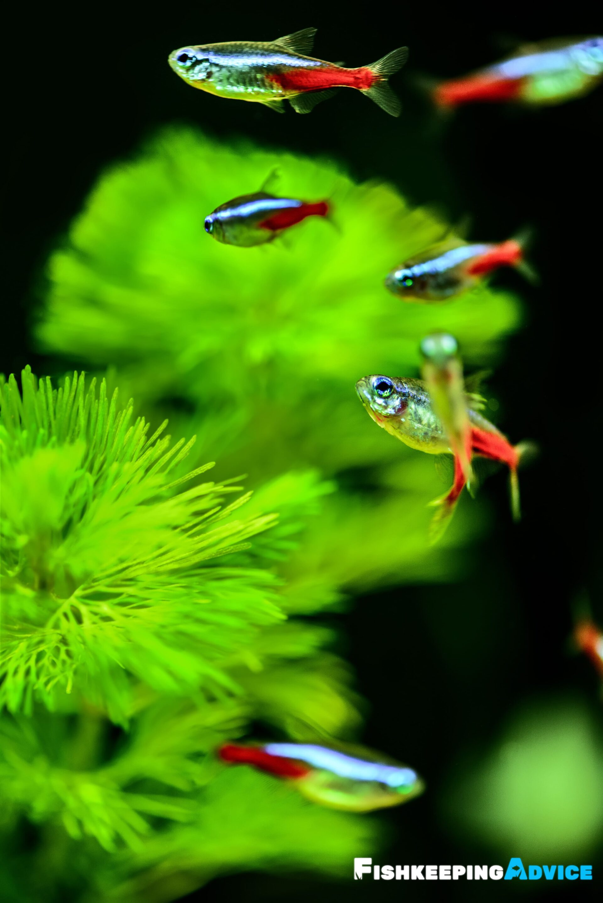 Neon Tetra Care Tank Setup, Diet, Tank Mates, & More