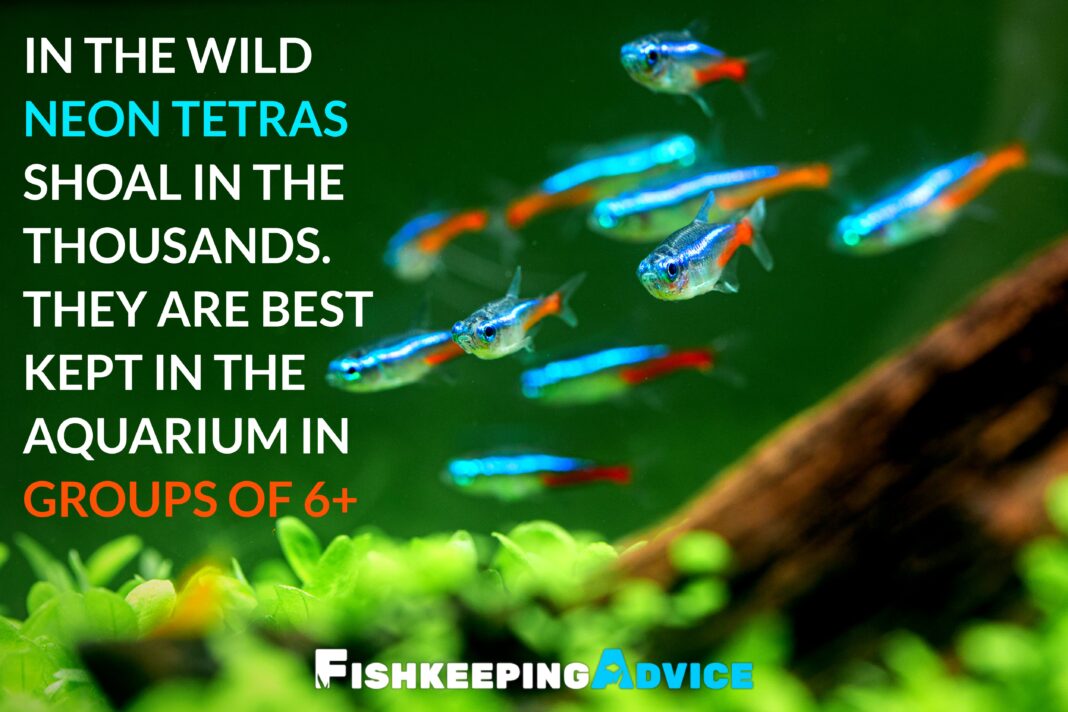 Photo inspiration: Gallery Detail: Neon Tetra Care Tank Setup Diet Tank Mates More