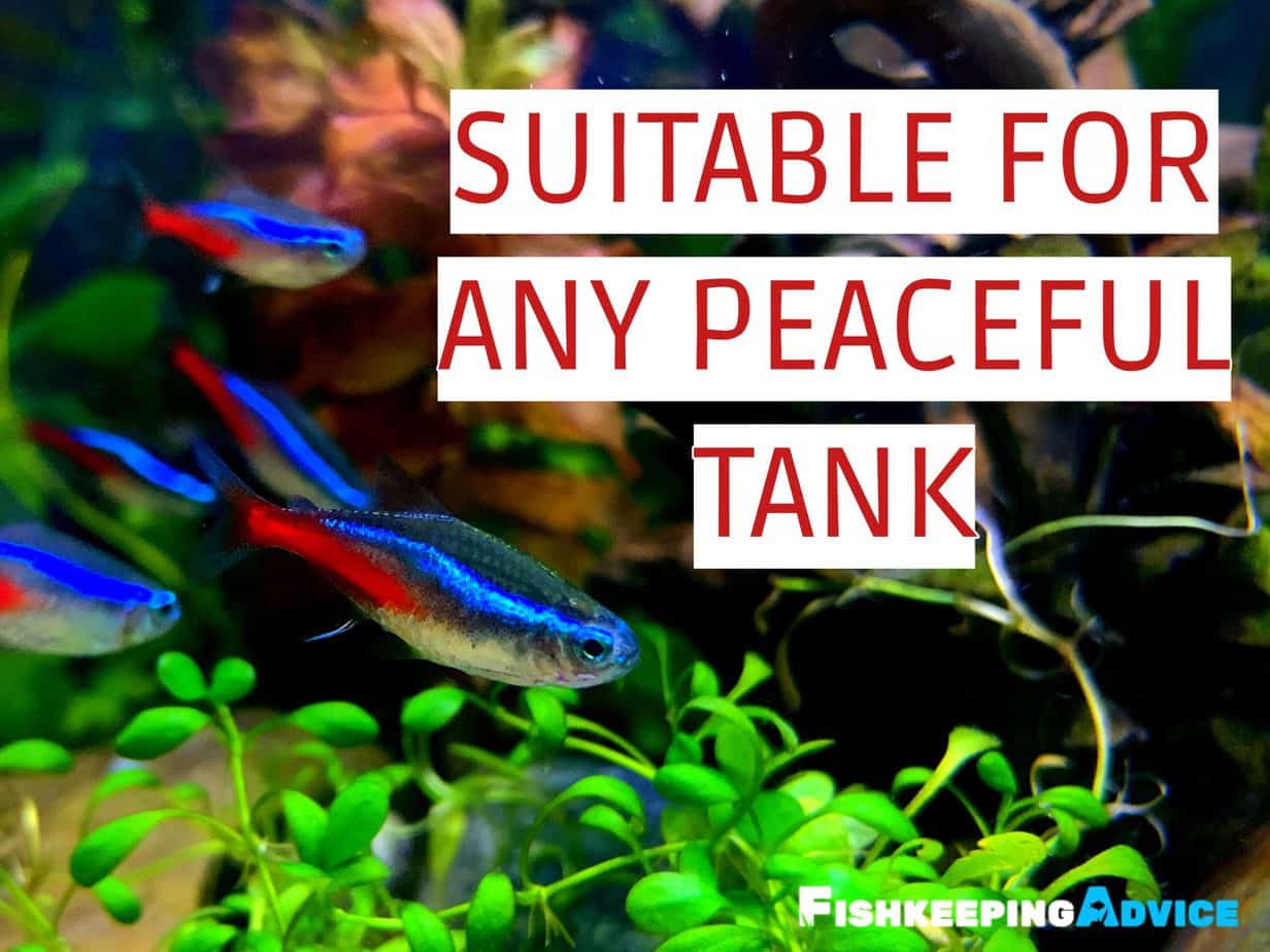 Neon Tetra Care Tank Setup, Diet, Tank Mates, & More
