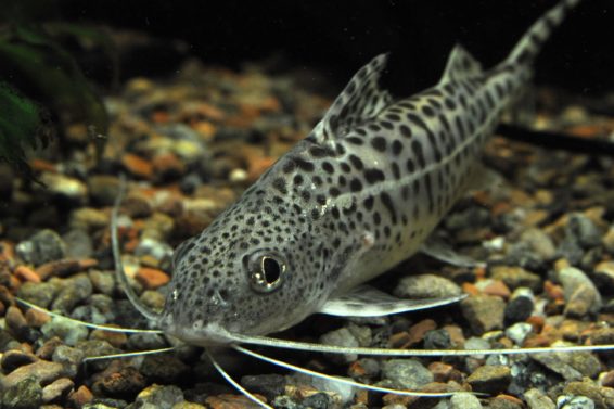 Top 12 Hardy Fish for Kids and Beginners | Fishkeeping Advice