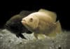 Cotton Fin Fungus Signs and Treatment - Fishkeeping Advice Cotton Fin Fungus Signs and Treatment - Fishkeeping Advice