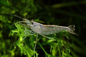 12 Best Freshwater Algae Eaters For Your Aquarium | Fishkeeping Advice