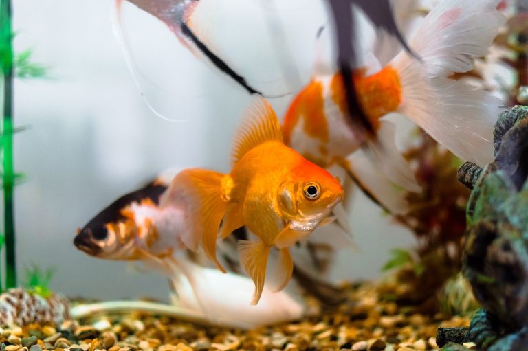 Do Goldfish Need A Filter? Experts Weigh In