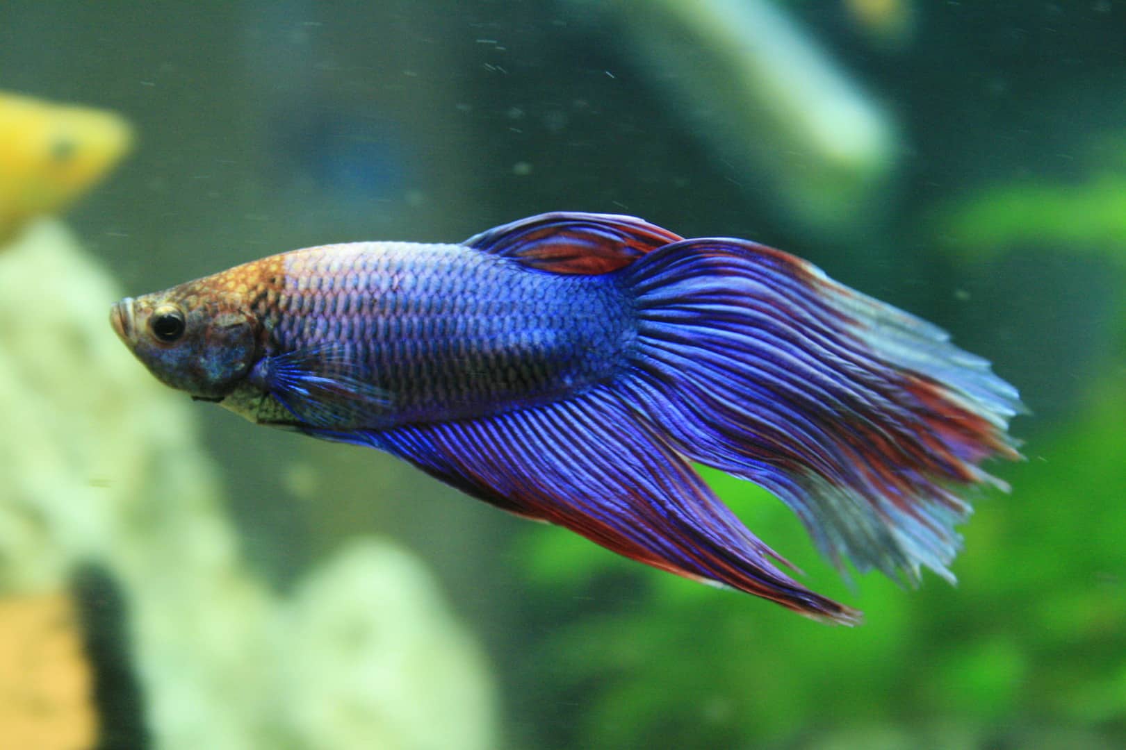 Betta (Siamese Fishing Fish): Fish Species Profile