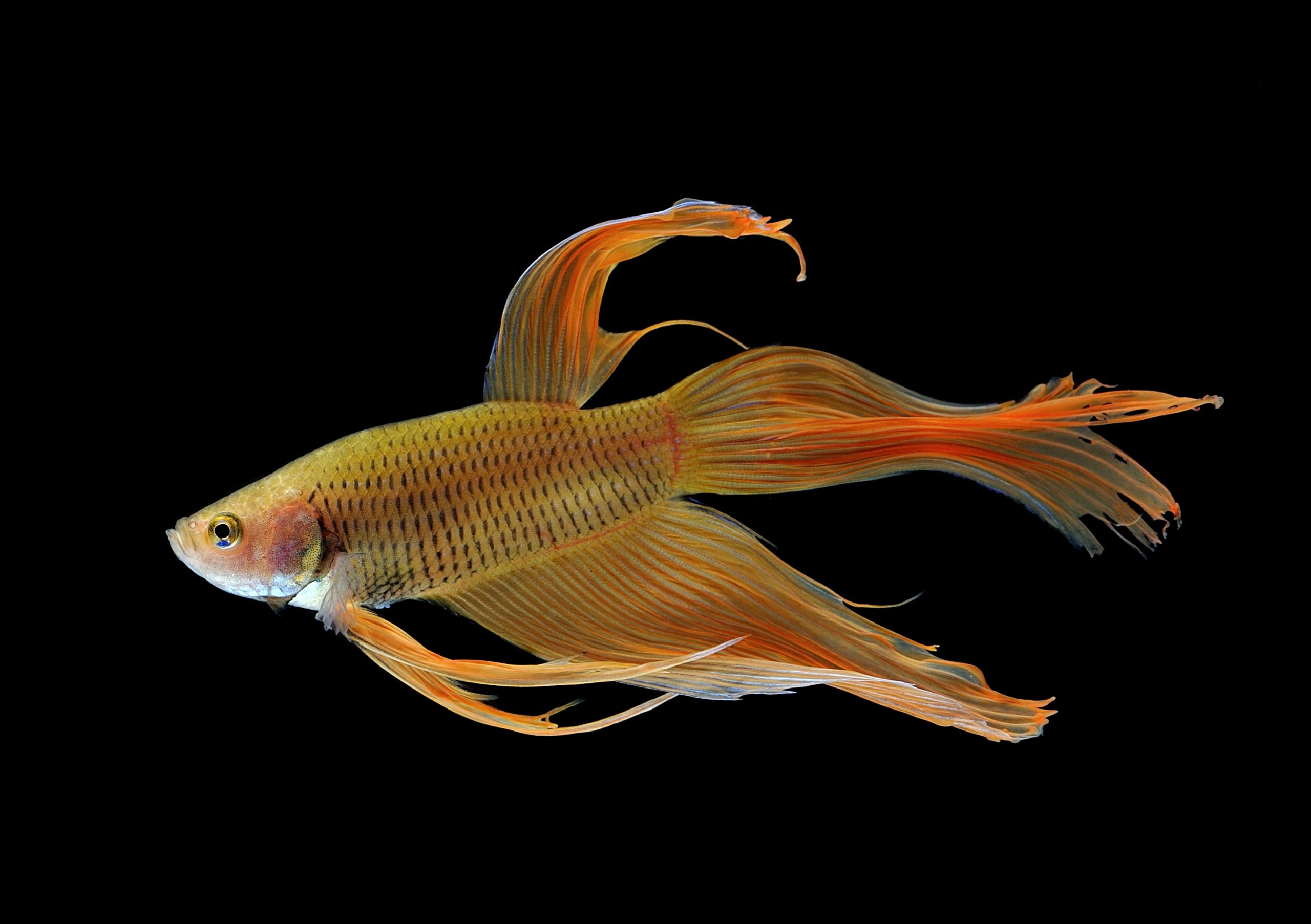 What Is a Betta Bubble Nest and What Does It Do? Fishkeeping Advice