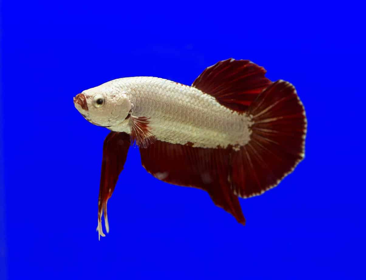 Types Of Betta Fish Tail Shapes, Colors, and Patterns Fishkeeping Advice