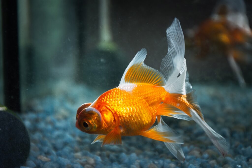 Beautiful view of Goldfish Aggression Calming With Expert Advice