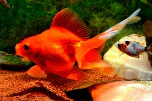 View of 7 Most Common Goldfish Diseases & How to Treat Them | Fishkeeping Advice