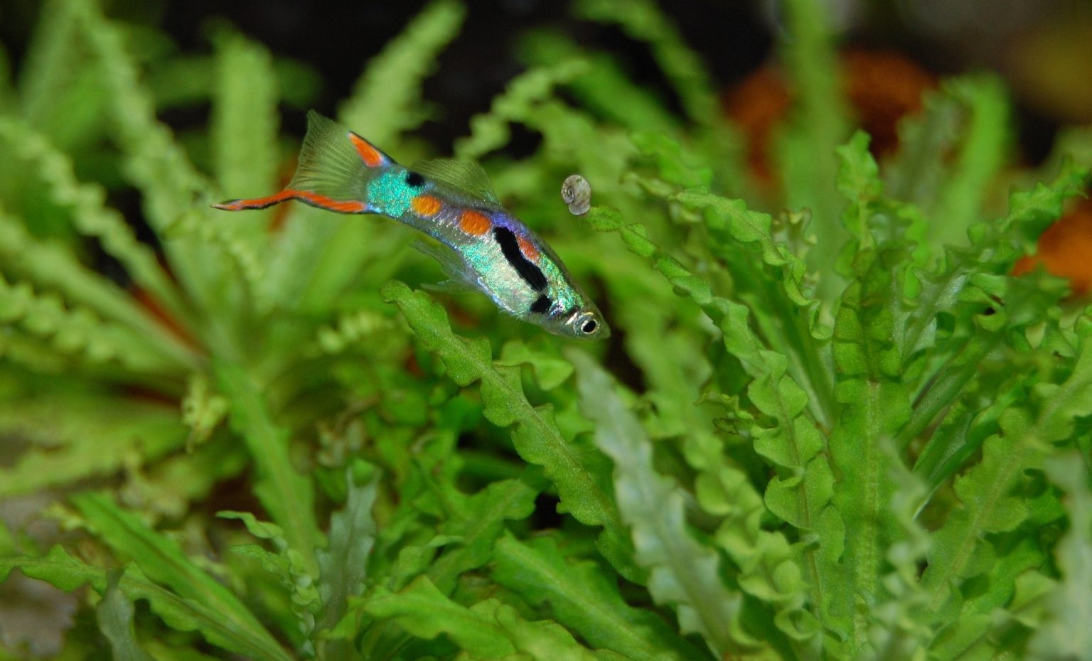 How Long Do Guppies Live? A Complete Guide Fishkeeping Advice