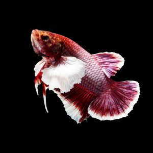 How Long Can Betta Fish Go Without Food?