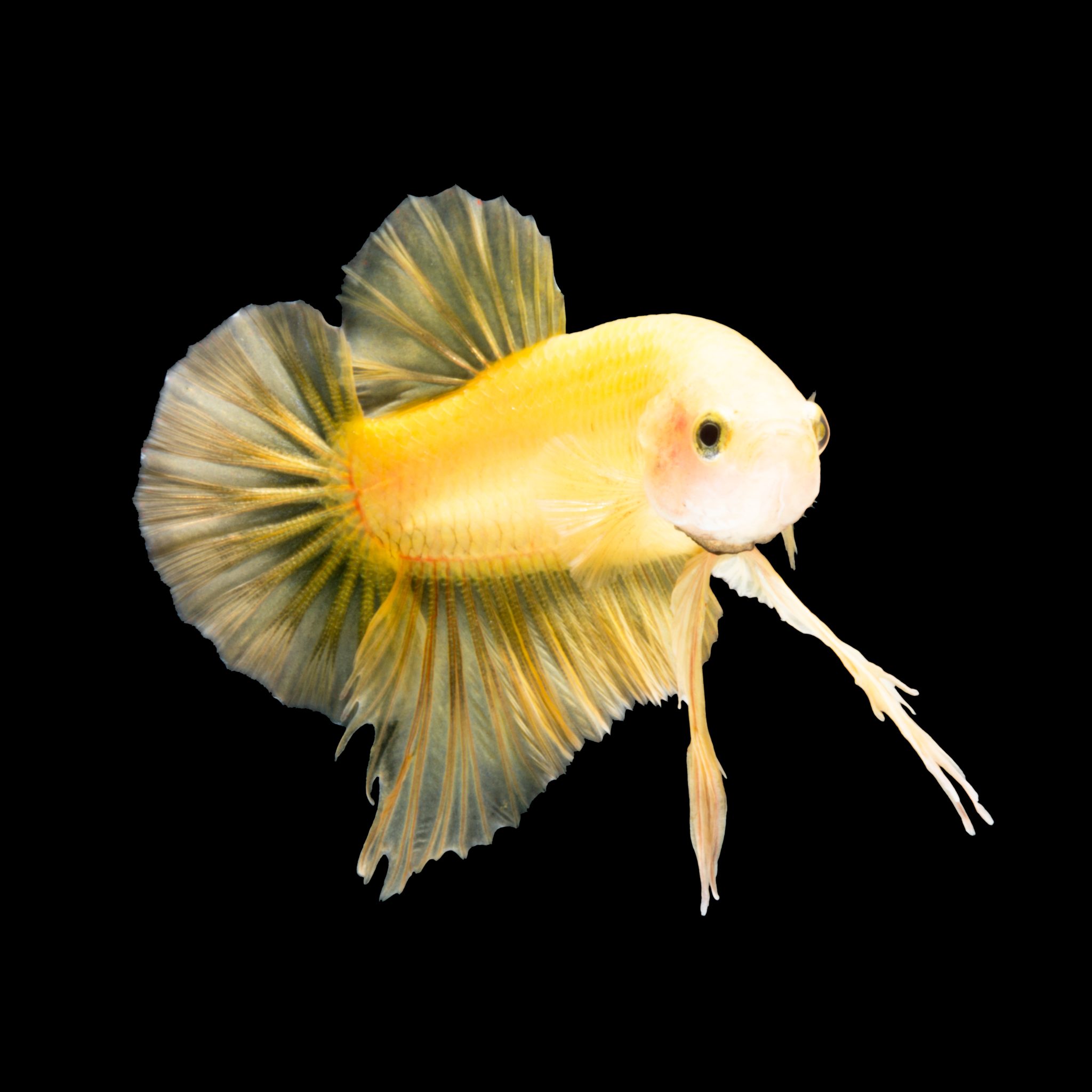 Unbelievable! What Colors Do Betta Fish Really See? - n0ek9fv