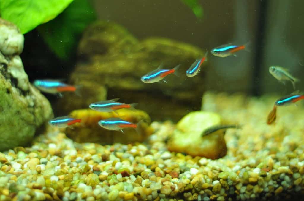 neon tetra freshwater fish